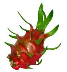 Dragon fruit _Vietnam pitaya_